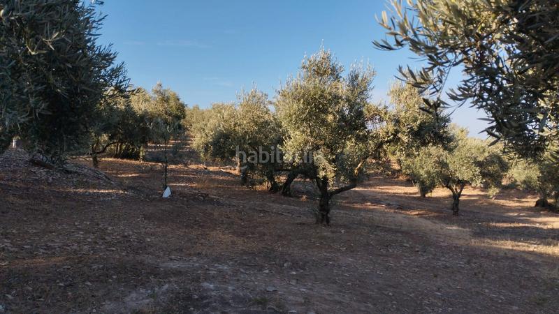 Foto a6bbc2a7-cd39-4880-86c3-9a4fdccd30a8. Finca rústica olivar en las canteras blancas del chorron en Cabra