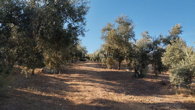 Foto a8daea0c-bc80-4b43-9f0b-31a0f2da3f62. Finca rústica olivar en las canteras blancas del chorron en Cabra