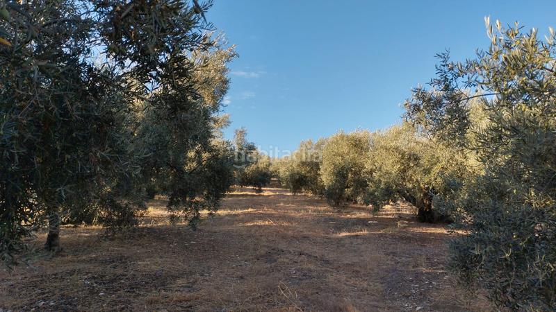 Foto 02f8a1cb-39a3-4ca8-9975-6bafd50a2014. Finca rústica olivar en el chorron a pie de camino en Cabra