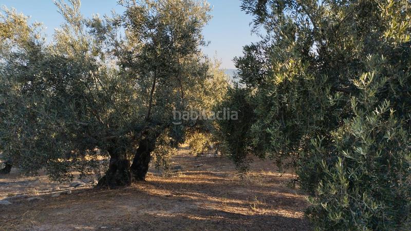Foto 39bd489f-7318-4e18-bd97-dc1b0603c06e. Finca rústica olivar en el chorron a pie de camino en Cabra
