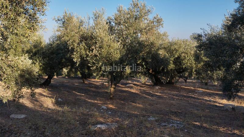 Foto 3acb0210-1586-4e97-a789-a964ab525746. Finca rústica olivar en el chorron a pie de camino en Cabra
