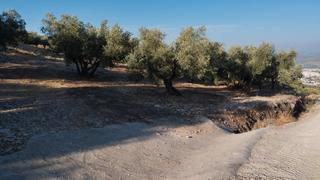 Finca rústica  Avenida góngora. Olivar en el chorron a pie de camino