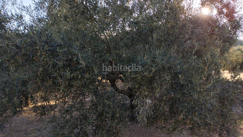Foto a66f72bf-ed2e-481b-9282-0d5fa87aed6c. Finca rústica olivar en el chorron a pie de camino en Cabra
