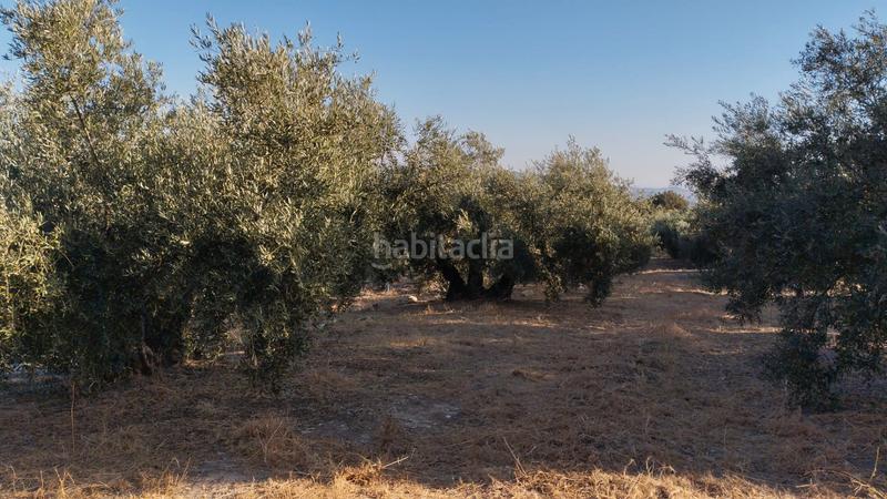 Foto c27bea5c-4e48-40e4-8fb8-f50a6a798685. Finca rústica olivar en el chorron a pie de camino en Cabra