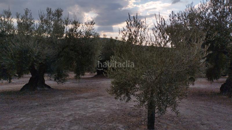 Foto 49f5c004-4fcd-4a2a-a2f4-20fed979d444. Rural plot in Cabra