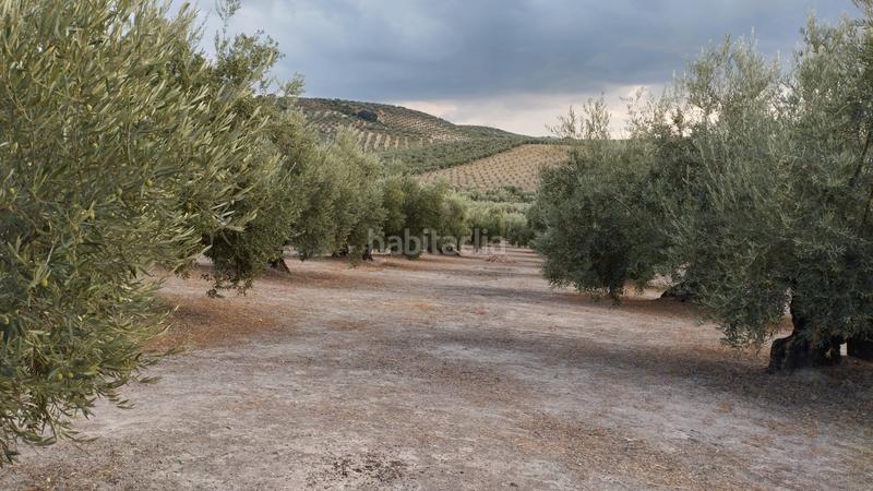 Foto 563e0bd6-cf0d-496c-b919-54f2869b15b5. Rural plot in Cabra