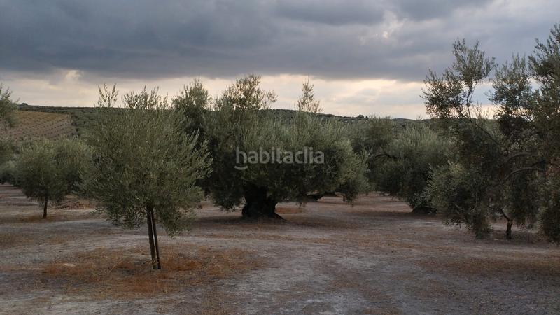 Foto 6185c0fa-dcb2-4426-bb63-c04aee599d76. Rural plot in Cabra