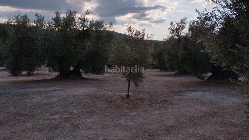 Foto 72d24065-53e4-4abd-9007-eac7d98b2081. Rural plot in Cabra