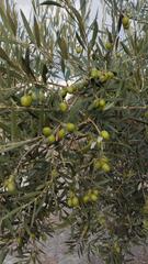 Finca rústica  N/a. Olivar de 5 aranzadas en la corredera entre cabra y lucena