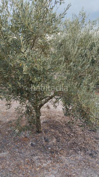 Foto e8e16149-1505-41b9-bbce-5060d8cdb149. Rural plot in Cabra