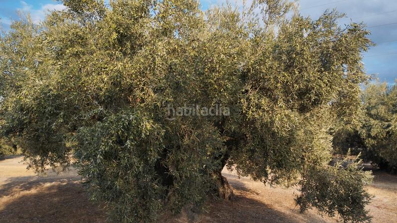 Foto 8c04d471-231b-47a3-9ca0-ce8da5156093. Propriété dans Cabra