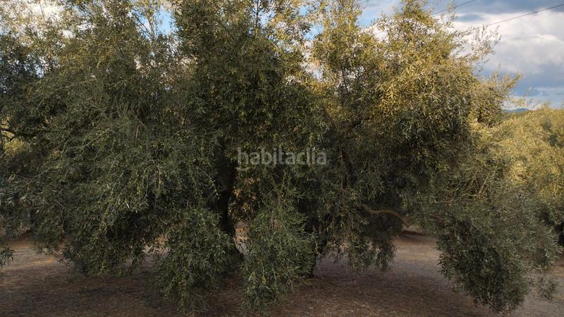 Foto b5afc2de-fe95-4491-ba54-da5d5043f22a. Propriété dans Cabra