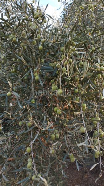 Foto d8396a2a-bef4-4241-bd8c-5d278a16b65b. Propriété dans Cabra