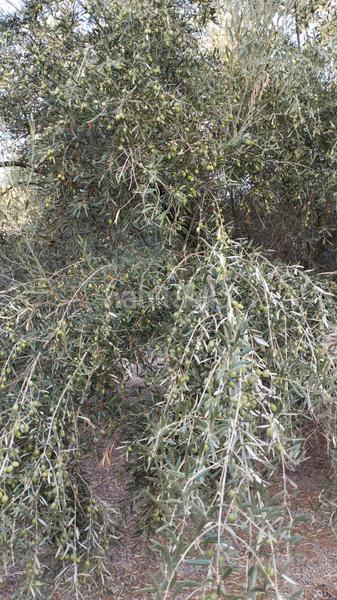 Foto ddf84e26-eb3d-42b6-9d3a-e8061cbcf83b. Propriété dans Cabra