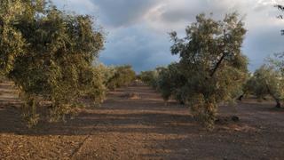 Finca rústica  La alcantarilla. Olivar