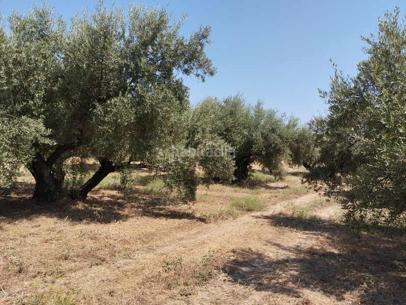 Foto 9a8eaefb-3b7d-4853-a5b5-3010742e36d9. Finca rústica a Cabra