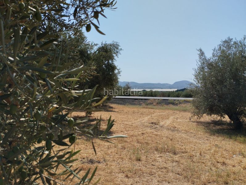 Foto bffb91d2-8b27-4097-9b69-3c734c56d150. Finca rústica a Cabra