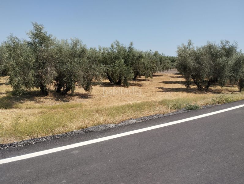 Foto e7888252-7ca8-439b-ace2-0190f82226d5. Finca rústica a Cabra
