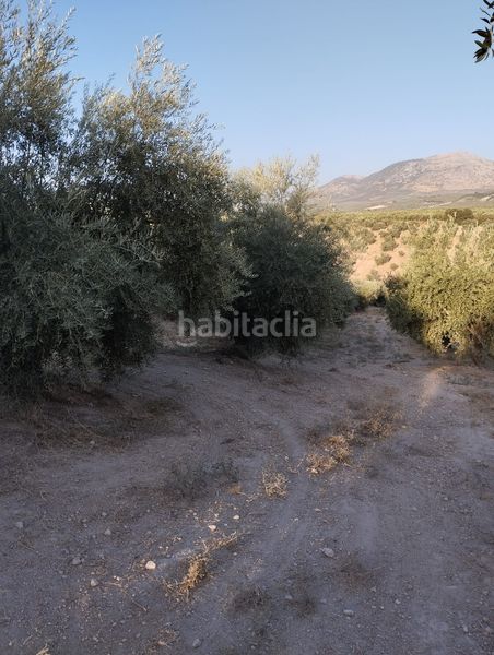 Foto 28c6ae2b-2207-4575-80a9-a6eb96086293. Finca rústica a Cabra