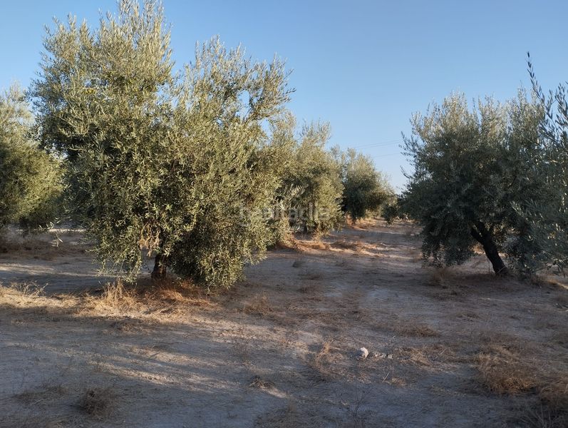 Foto 59ae058f-bfdd-4001-b3e6-a6ebed152c67. Finca rústica a Cabra