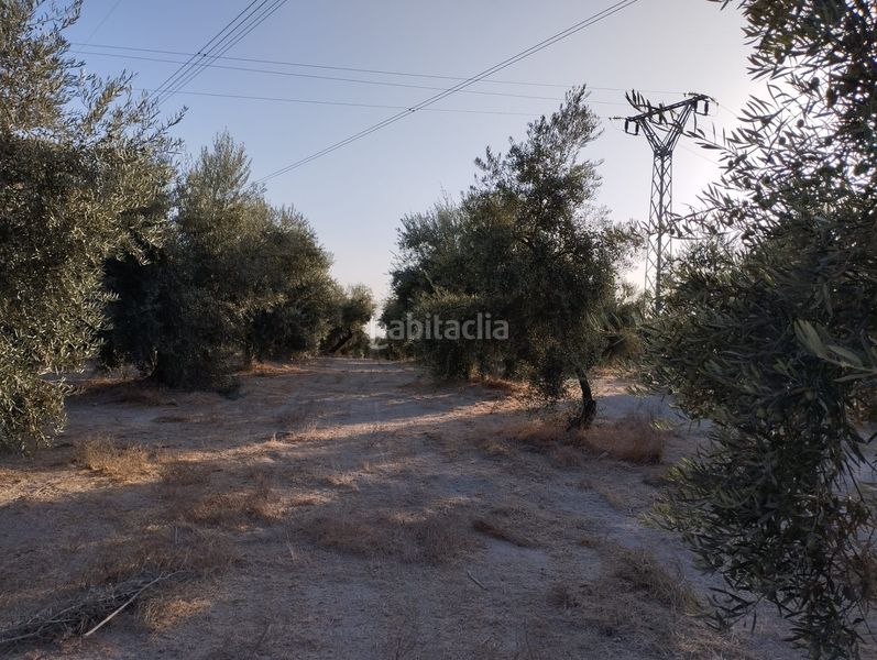 Foto 6c37eade-1e16-4ef1-9269-b8f8460d6b8a. Finca rústica a Cabra