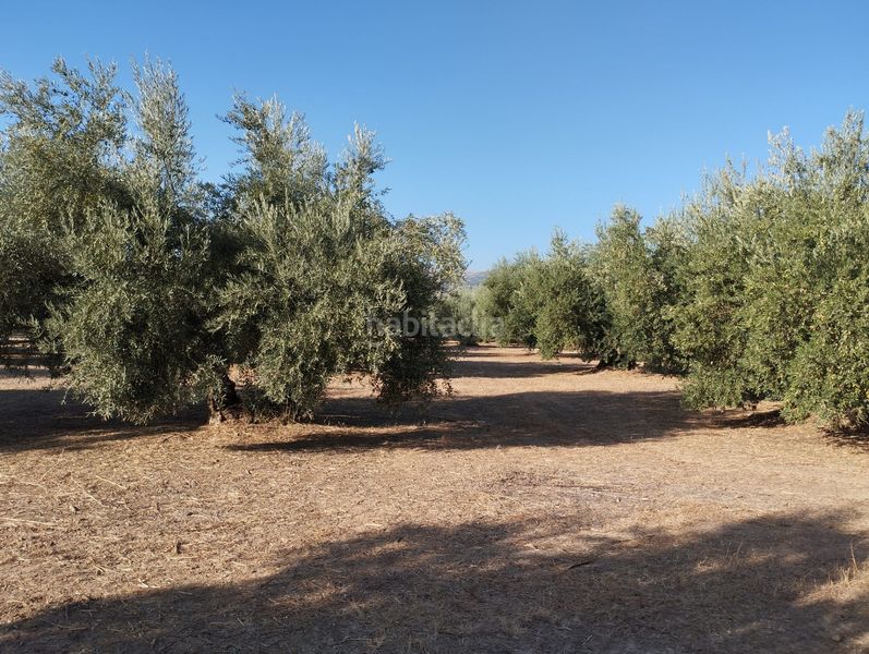 Foto 02766acd-f010-49f9-93ed-f947e2eea783. Finca rústica a Cabra
