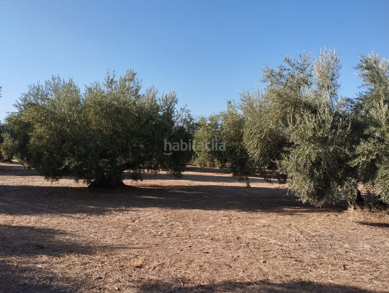 Foto d15ea6f8-4ef0-4d97-a0e5-20f36e4fd09c. Finca rústica a Cabra