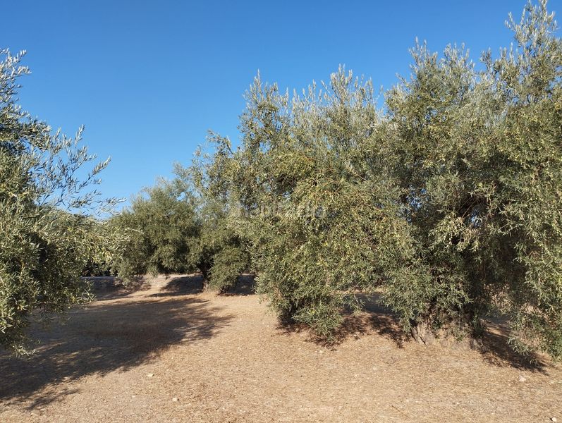 Foto d9e690cf-d406-4323-b5b1-bca33de33d72. Finca rústica a Cabra