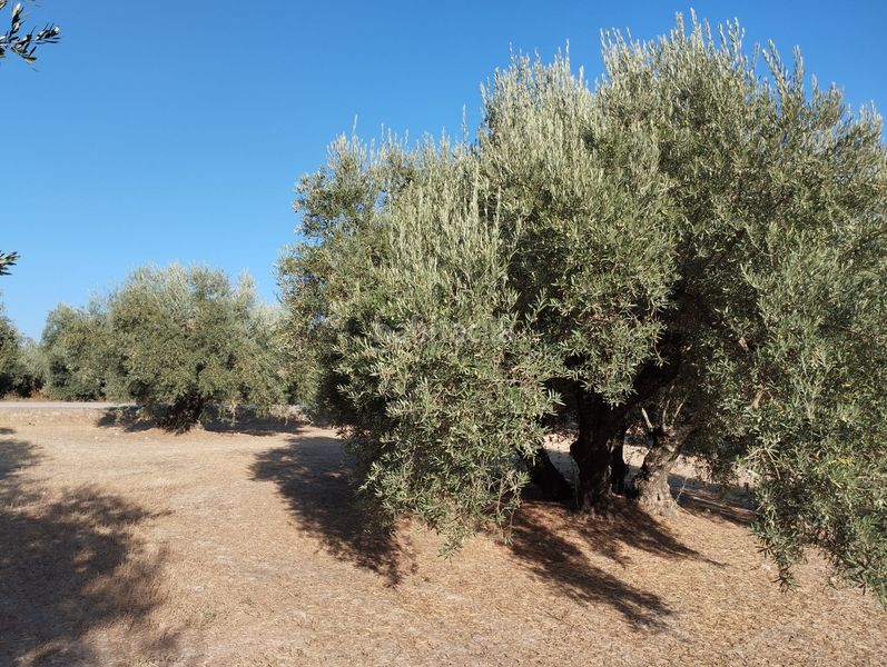 Foto fd69af50-dc24-41aa-8059-6de79972ce43. Finca rústica a Cabra