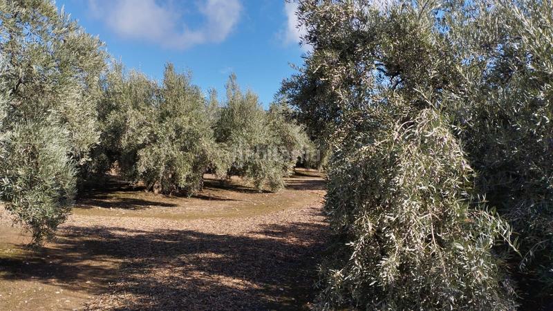 Foto 189445fc-1e83-467e-9b25-a28db30befcf. Finca rústica olivares en antigua carretera de montilla en Cabra