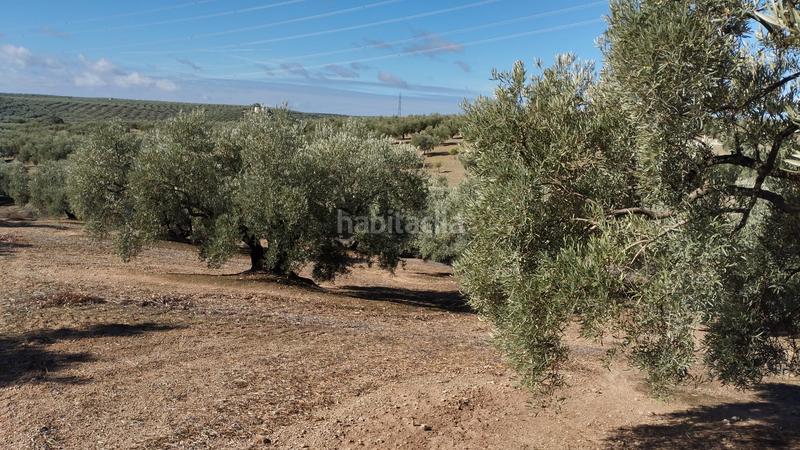 Foto 5466d03d-e3d7-41d6-8fb3-74bed4f52368. Finca rústica olivares en antigua carretera de montilla en Cabra
