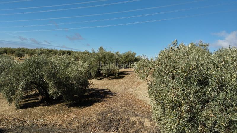 Foto cb4bb5a6-5c06-4bd5-814b-a010db11b534. Finca rústica olivares en antigua carretera de montilla en Cabra