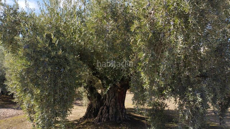 Foto cc525458-5a82-4d26-91b7-dacfe35e9109. Finca rústica olivares en antigua carretera de montilla en Cabra