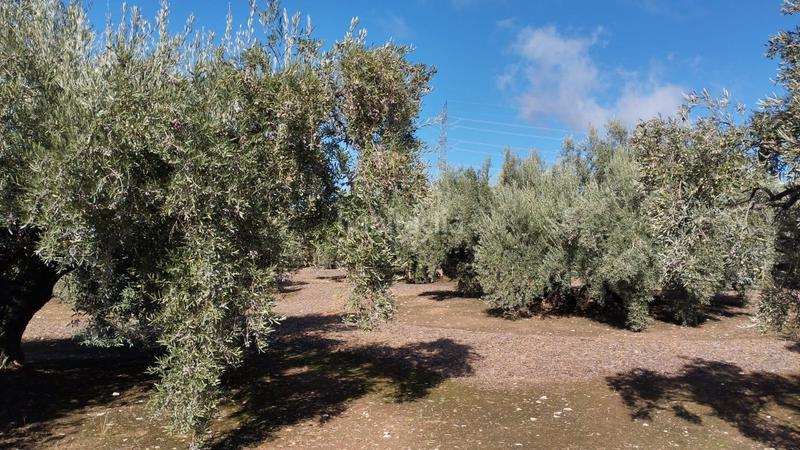 Foto f07e88b5-06f7-4582-9477-90e710aafb32. Finca rústica olivares en antigua carretera de montilla en Cabra