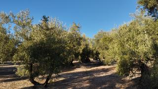 Finca rústica  Avenida fuente del río. Olivar en la zona de caraperro
