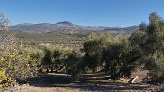 Rural plot  Avenida fuente del río. Olivar en carretera de gaena