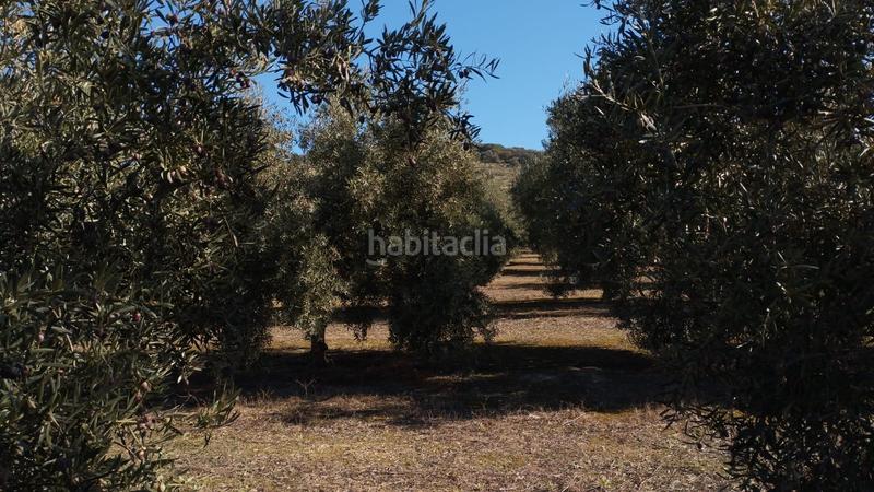 Foto 134cc70e-3310-41c7-98ef-391346a09ff3. Finca rústica olivar de variedad hojiblanca de un pie en Cabra