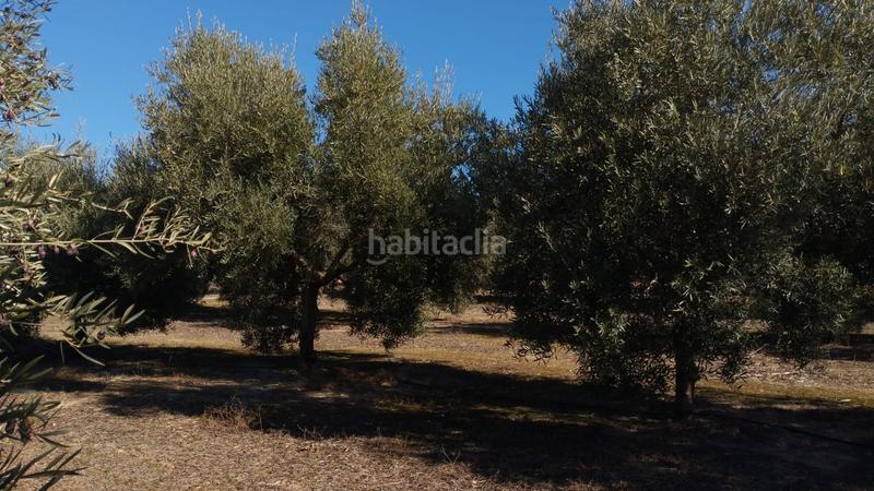 Foto 2c814007-72ca-4021-bba9-0cb8e94dbd67. Finca rústica olivar de variedad hojiblanca de un pie en Cabra