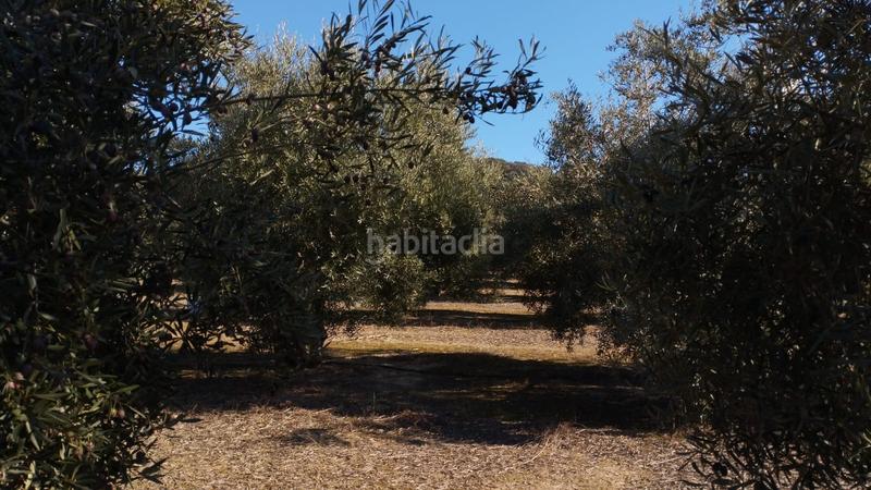 Foto 9cbc07f3-57e9-4366-81ef-7c43da17d9a8. Finca rústica olivar de variedad hojiblanca de un pie en Cabra