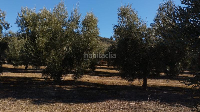 Foto d770b3b9-d45c-420b-968d-3ad0a4e9af7a. Finca rústica olivar de variedad hojiblanca de un pie en Cabra