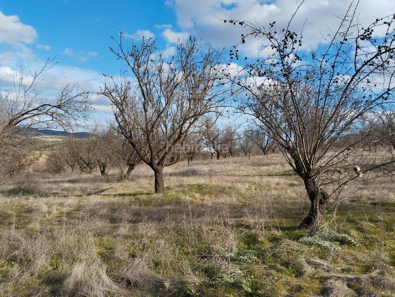 Foto 20bf179e-6beb-4c7c-8a89-89626188f9a9. Finca rústica a El Valle Lucena