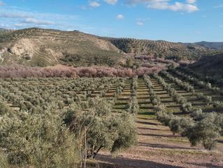 Finca rústica  Calle río anzur. Finca junto al rio anzur en termino de lucena