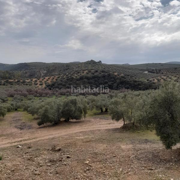 Foto 0004a15d-876c-47cd-9abd-b0165ca2a111. Finca rústica 7 hectareas de olivar con casa y nave en Encinas Reales