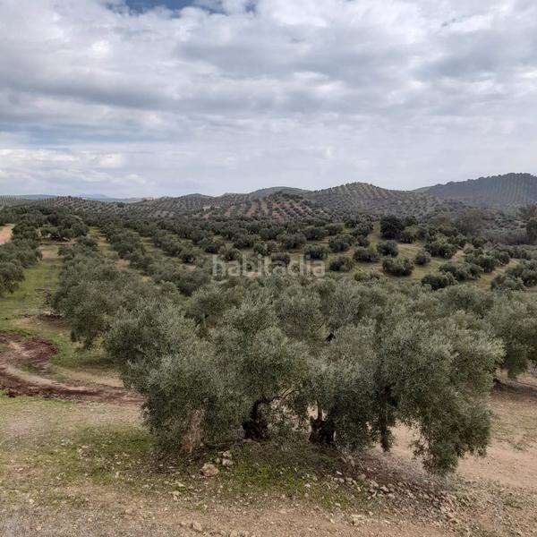 Foto 18b36d47-cf50-4036-bc1a-c6867baac29a. Finca rústica 7 hectareas de olivar con casa y nave en Encinas Reales