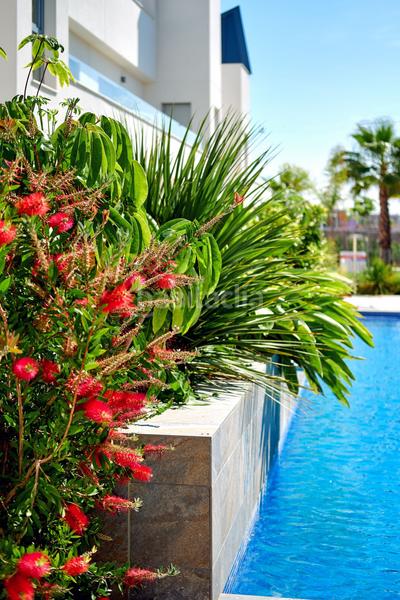 Foto 4386bd1a-db35-4e9a-8444-175c3995ddd3. Apartament amb piscina a La Veleta Torrevieja