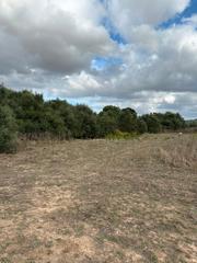 Finca rústica a Manacor Centre. Terreno con nave en venta entre manacor y son serra
