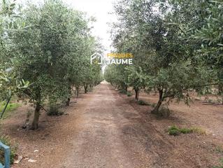 Finca rústica  Tossal de monclús. Terreno en venta en sudanell