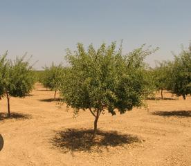 Finca rústica a Carretera murcia 35. Se vende finca de almendros