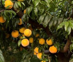 Finca rústica a N/a. Se vende finca de frutales