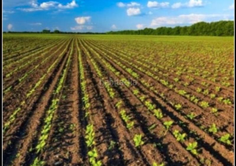 Foto 36c7dc8f-4a75-4170-89c5-b7424015faf2. Finca rústica a calle albacete 1 a Hellín